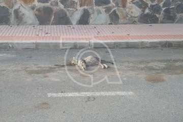 El cadáver de un gato preocupa a vecinos de Ojos de Garza/TA.